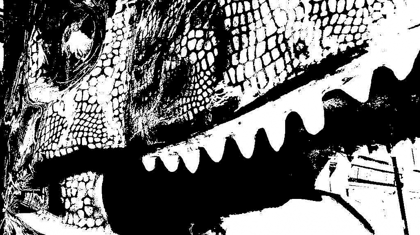 black and white trex t birds on gogodiscover trail